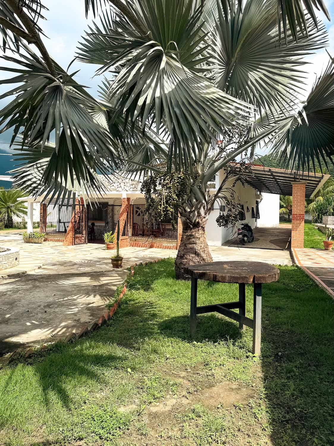 Palma u domu na pláži s velkými listy a stínem, ideální místo pro odpočinek.